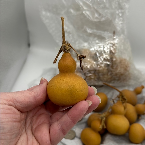Bottled Gourd’s Mini Natural Dried-Also Known as (CALABASH) Lot of 20 pieces - Picture 2 of 4